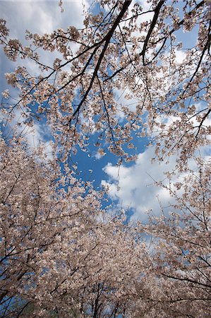 simsearch:855-06022727,k - Cherry blossom at Kasagi park, Arashiyama, Kyoto, Japan Stock Photo - Rights-Managed, Code: 855-06022680