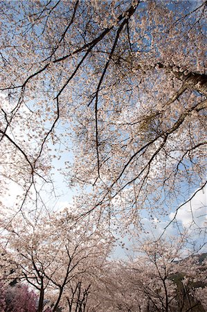 simsearch:855-06022723,k - Cherry blossom at Kasagi park, Arashiyama, Kyoto, Japan Stock Photo - Rights-Managed, Code: 855-06022683