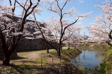 simsearch:855-06022727,k - Cherry blossom at ancient castle of Sasayama, Hyogo Prefecture, Japan Stock Photo - Rights-Managed, Code: 855-06022696