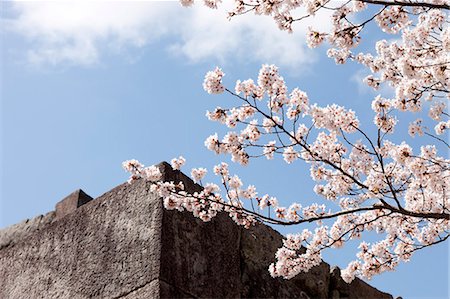 sakura - Fleur de la cerise à l'ancien château de Sasayama, préfecture de Hyogo, Japon Photographie de stock - Rights-Managed, Code: 855-06022697