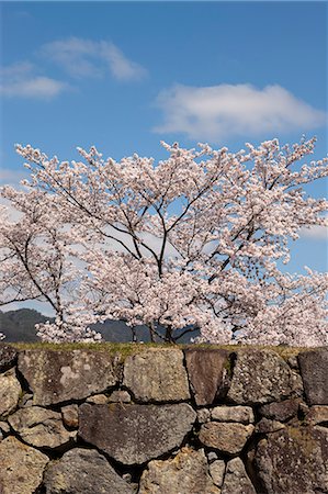 simsearch:855-06022727,k - Cherry blossom at ancient castle of Sasayama, Hyogo Prefecture, Japan Stock Photo - Rights-Managed, Code: 855-06022698