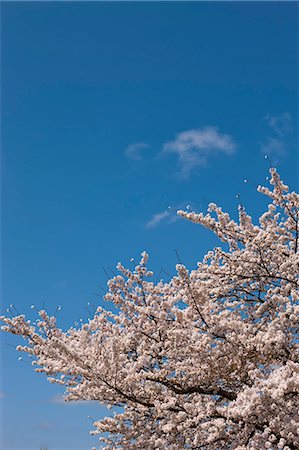 simsearch:855-06022727,k - Cherry blossom at Sasayama, Hyogo Prefecture, Japan Stock Photo - Rights-Managed, Code: 855-06022699