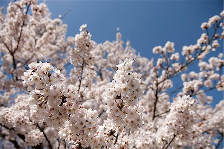simsearch:855-06022727,k - Cherry blossom at Sasayama, Hyogo Prefecture, Japan Stock Photo - Rights-Managed, Code: 855-06022704