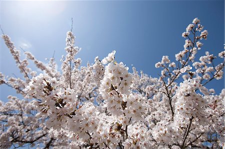 simsearch:855-06022723,k - Cherry blossom at Sasayama, Hyogo Prefecture, Japan Stock Photo - Rights-Managed, Code: 855-06022705