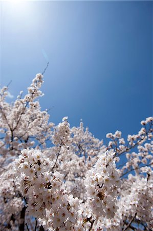 simsearch:855-06022727,k - Cherry blossom at Sasayama, Hyogo Prefecture, Japan Stock Photo - Rights-Managed, Code: 855-06022706