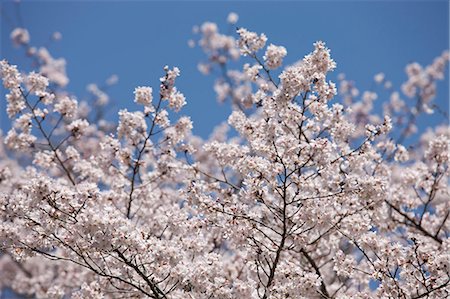 simsearch:855-06022723,k - Cherry blossom at Sasayama, Hyogo Prefecture, Japan Stock Photo - Rights-Managed, Code: 855-06022707