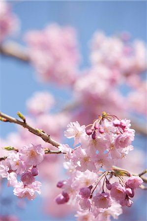 simsearch:855-06022727,k - Cherry blossom at Sasayama, Hyogo Prefecture, Japan Stock Photo - Rights-Managed, Code: 855-06022709