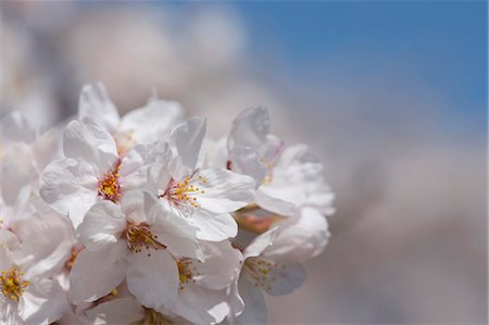 simsearch:855-06022723,k - Cherry blossom at Sasayama, Hyogo Prefecture, Japan Stock Photo - Rights-Managed, Code: 855-06022700