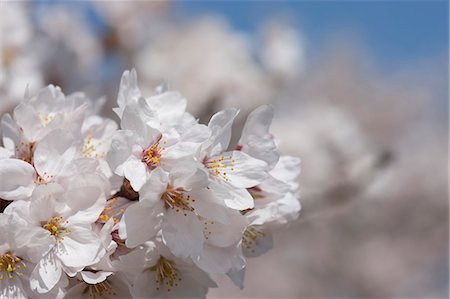 simsearch:855-06022727,k - Cherry blossom at Sasayama, Hyogo Prefecture, Japan Stock Photo - Rights-Managed, Code: 855-06022701