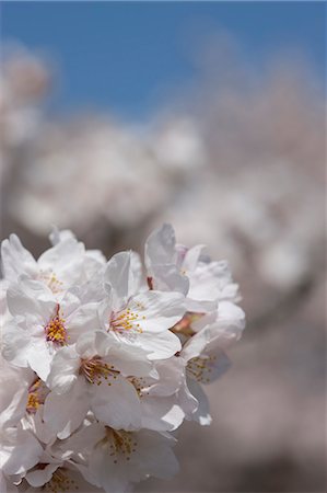 simsearch:855-06022727,k - Cherry blossom at Sasayama, Hyogo Prefecture, Japan Stock Photo - Rights-Managed, Code: 855-06022702