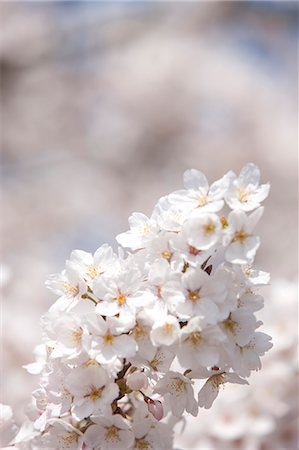 simsearch:855-06022727,k - Cherry blossom at Sasayama, Hyogo Prefecture, Japan Stock Photo - Rights-Managed, Code: 855-06022703