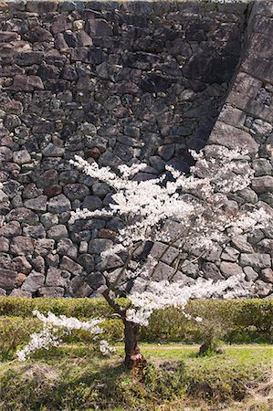 simsearch:855-06337562,k - Cherry blossom at ancient castle of Sasayama, Hyogo Prefecture, Japan Foto de stock - Con derechos protegidos, Código: 855-06022715