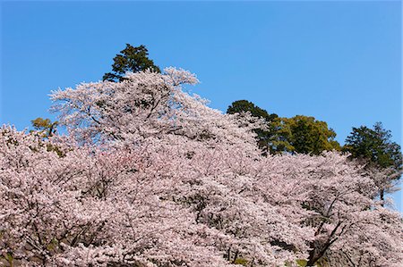 simsearch:855-06022727,k - Cherry blossom at ancient castle of Sasayama, Hyogo Prefecture, Japan Stock Photo - Rights-Managed, Code: 855-06022718