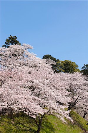 simsearch:855-06022723,k - Cherry blossom at ancient castle of Sasayama, Hyogo Prefecture, Japan Stock Photo - Rights-Managed, Code: 855-06022719