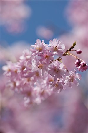 simsearch:855-06022727,k - Cherry blossom at Sasayama, Hyogo Prefecture, Japan Stock Photo - Rights-Managed, Code: 855-06022710