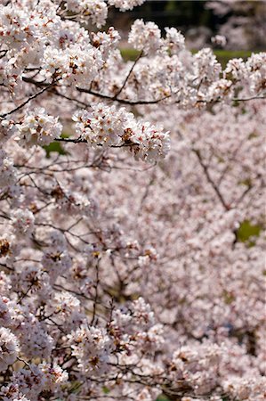 simsearch:855-06022723,k - Cherry blossom at Sasayama, Hyogo Prefecture, Japan Stock Photo - Rights-Managed, Code: 855-06022711