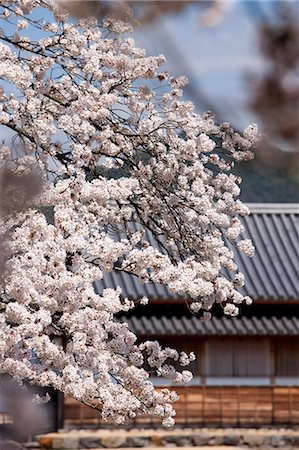 simsearch:855-06337562,k - Cherry blossom at ancient castle of Sasayama, Hyogo Prefecture, Japan Foto de stock - Con derechos protegidos, Código: 855-06022712