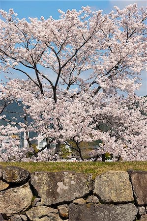 simsearch:855-06022723,k - Cherry blossom at ancient castle of Sasayama, Hyogo Prefecture, Japan Stock Photo - Rights-Managed, Code: 855-06022713