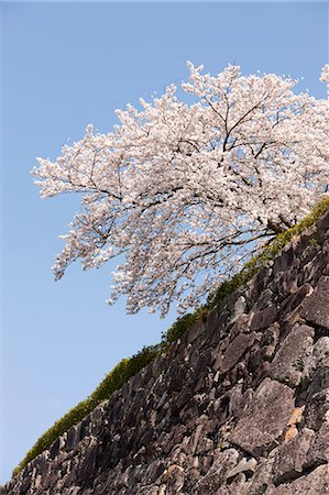 simsearch:855-06022727,k - Cherry blossom at ancient castle of Sasayama, Hyogo Prefecture, Japan Stock Photo - Rights-Managed, Code: 855-06022724