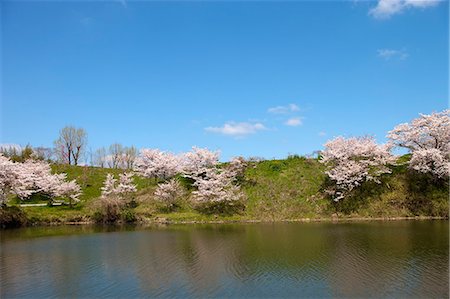 simsearch:855-06022723,k - Cherry blossom at ancient castle of Sasayama, Hyogo Prefecture, Japan Stock Photo - Rights-Managed, Code: 855-06022726