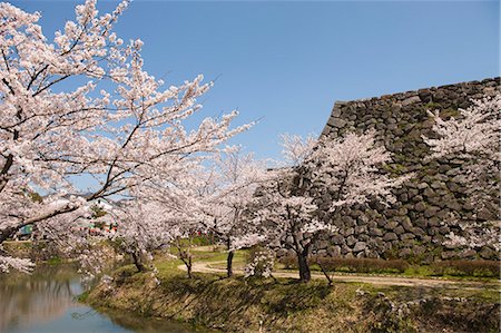 simsearch:855-06022727,k - Cherry blossom at ancient castle of Sasayama, Hyogo Prefecture, Japan Stock Photo - Rights-Managed, Code: 855-06022728