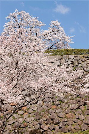 simsearch:855-06022727,k - Cherry blossom at ancient castle of Sasayama, Hyogo Prefecture, Japan Stock Photo - Rights-Managed, Code: 855-06022720
