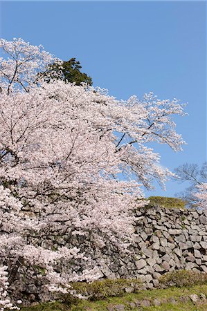 simsearch:855-06022727,k - Cherry blossom at ancient castle of Sasayama, Hyogo Prefecture, Japan Stock Photo - Rights-Managed, Code: 855-06022721