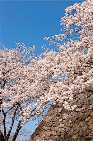 simsearch:855-06022727,k - Cherry blossom at ancient castle of Sasayama, Hyogo Prefecture, Japan Stock Photo - Rights-Managed, Code: 855-06022722