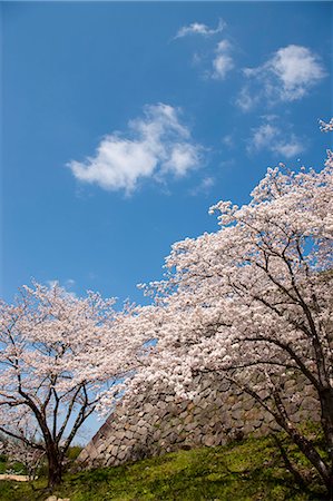 simsearch:855-06022727,k - Cherry blossom at ancient castle of Sasayama, Hyogo Prefecture, Japan Stock Photo - Rights-Managed, Code: 855-06022723