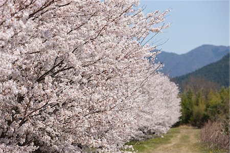 simsearch:855-06022727,k - Cherry blossom at Sasayama, Hyogo Prefecture, Japan Stock Photo - Rights-Managed, Code: 855-06022734