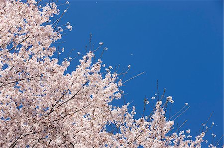 simsearch:855-06022723,k - Cherry blossom at Sasayama, Hyogo Prefecture, Japan Stock Photo - Rights-Managed, Code: 855-06022736