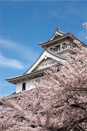 simsearch:855-06022723,k - Cherry blossom at ancient castle of Nagahama, Shiga Prefecture, Japan Stock Photo - Rights-Managed, Code: 855-06022737