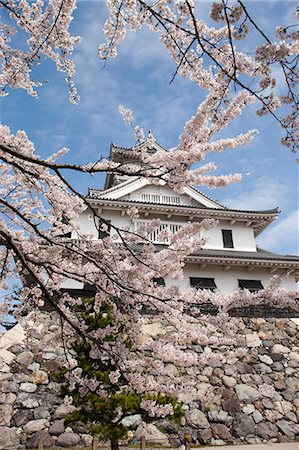 simsearch:855-06022723,k - Cherry blossom at ancient castle of Nagahama, Shiga Prefecture, Japan Stock Photo - Rights-Managed, Code: 855-06022738