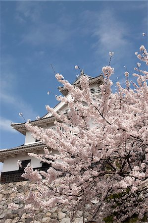 simsearch:855-06022723,k - Cherry blossom at ancient castle of Nagahama, Shiga Prefecture, Japan Stock Photo - Rights-Managed, Code: 855-06022739