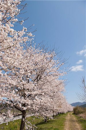 Cherry blossom at Sasayama, Hyogo Prefecture, Japan Stock Photo - Rights-Managed, Code: 855-06022730