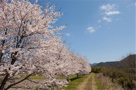 simsearch:855-06022727,k - Cherry blossom at Sasayama, Hyogo Prefecture, Japan Stock Photo - Rights-Managed, Code: 855-06022731