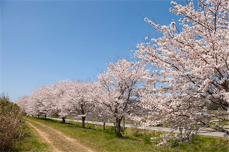 simsearch:855-06022727,k - Cherry blossom at Sasayama, Hyogo Prefecture, Japan Stock Photo - Rights-Managed, Code: 855-06022732