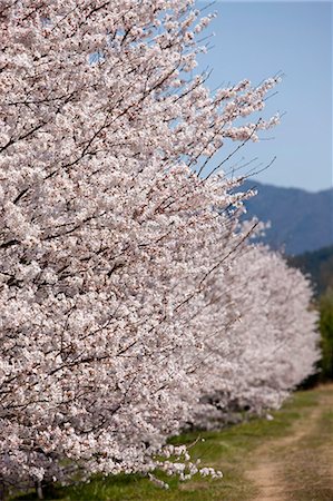 simsearch:855-06022723,k - Cherry blossom at Sasayama, Hyogo Prefecture, Japan Stock Photo - Rights-Managed, Code: 855-06022733