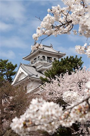 simsearch:855-03253153,k - Fleur de la cerise à l'ancien château de Nagahama, préfecture de Shiga, Japon Photographie de stock - Rights-Managed, Code: 855-06022744
