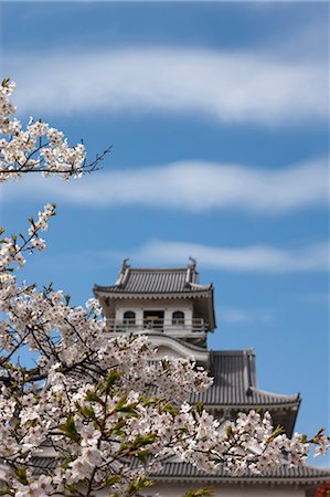 simsearch:855-06022723,k - Cherry blossom at ancient castle of Nagahama, Shiga Prefecture, Japan Stock Photo - Rights-Managed, Code: 855-06022745