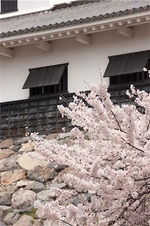 simsearch:855-03253136,k - Fleur de la cerise à l'ancien château de Nagahama, préfecture de Shiga, Japon Photographie de stock - Rights-Managed, Code: 855-06022746
