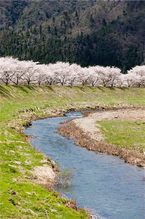 simsearch:855-03253136,k - Cerisiers en fleurs le long de la rivière, Natasho, préfecture de Fukui, Japon Photographie de stock - Rights-Managed, Code: 855-06022747