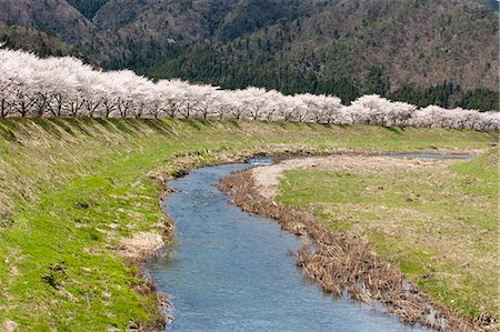 simsearch:855-03253136,k - Cerisiers en fleurs le long de la rivière, Natasho, préfecture de Fukui, Japon Photographie de stock - Rights-Managed, Code: 855-06022748