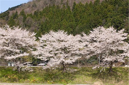 simsearch:855-03253136,k - Cerisiers en fleurs à Natasho, préfecture de Fukui, Japon Photographie de stock - Rights-Managed, Code: 855-06022749