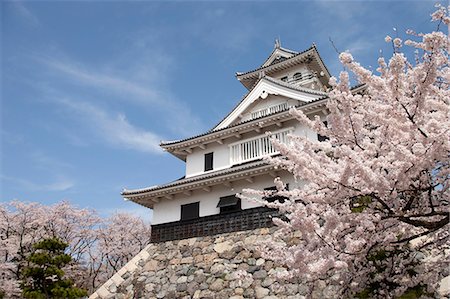 simsearch:855-06022723,k - Cherry blossom at ancient castle of Nagahama, Shiga Prefecture, Japan Stock Photo - Rights-Managed, Code: 855-06022740