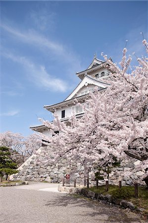 simsearch:855-06022723,k - Cherry blossom at ancient castle of Nagahama, Shiga Prefecture, Japan Stock Photo - Rights-Managed, Code: 855-06022741