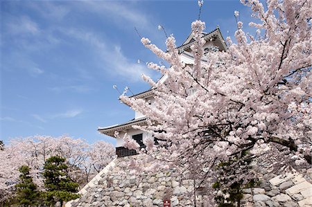 simsearch:855-06022727,k - Cherry blossom at ancient castle of Nagahama, Shiga Prefecture, Japan Stock Photo - Rights-Managed, Code: 855-06022742