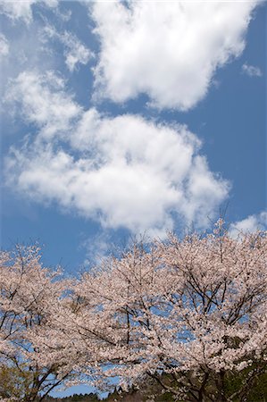 simsearch:855-03253136,k - Cerisiers en fleurs à Natasho, préfecture de Fukui, Japon Photographie de stock - Rights-Managed, Code: 855-06022750