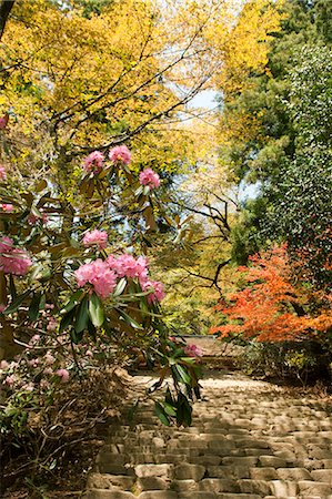 stepping on flowers - Rhododendrom, Muro-ji temple, Nara Prefecture, Japan Stock Photo - Rights-Managed, Code: 855-06022828