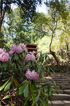 photographs japan temple flowers - Rhododendrom et la pagode, Muro-ji temple, préfecture de Nara, Japon Photographie de stock - Rights-Managed, Code: 855-06022832